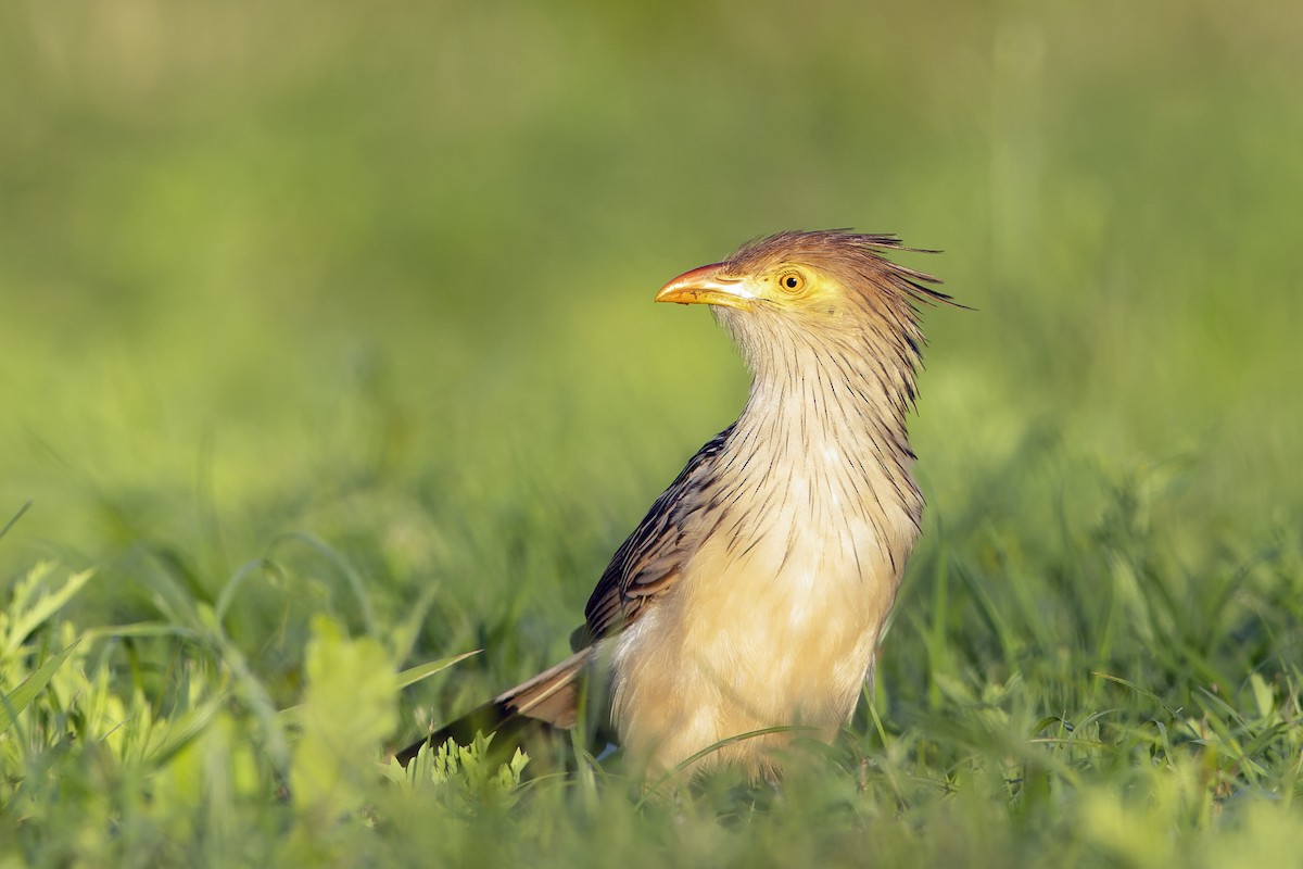 Гуира - ML646981242