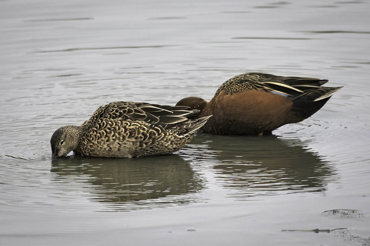 Cinnamon Teal - ML646981243
