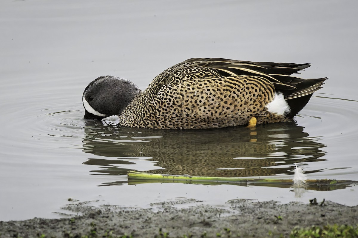 Blue-winged Teal - ML646981247