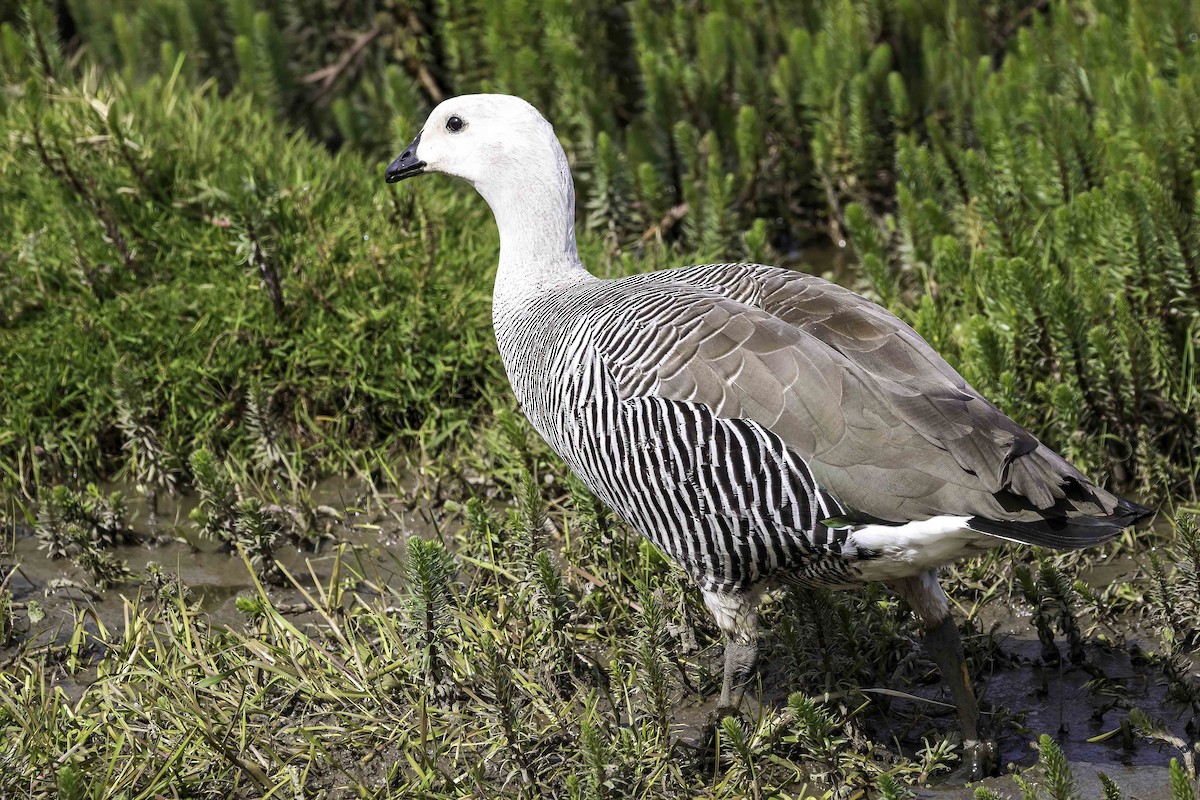 Magallaesko antzara - ML646981249