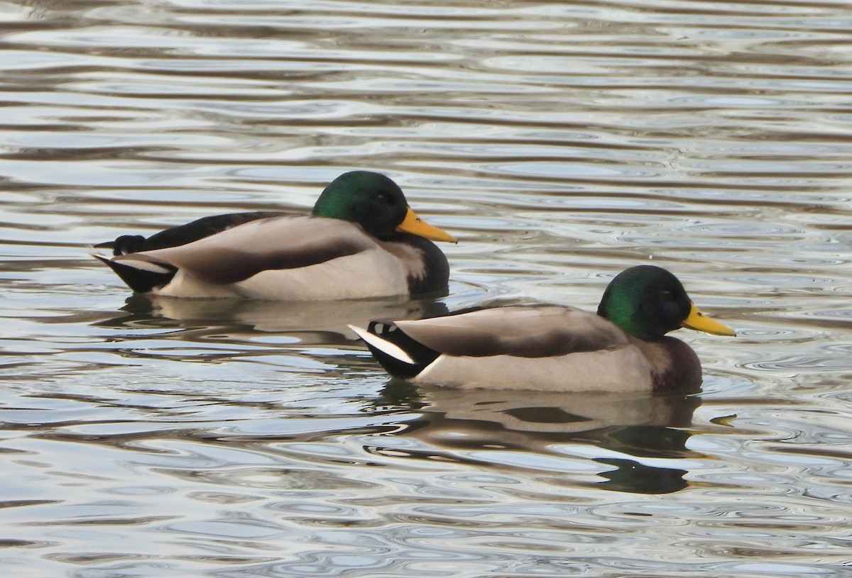 kachna divoká - ML646981250