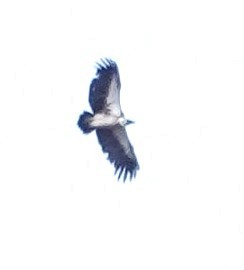 White-backed Vulture - ML646981251