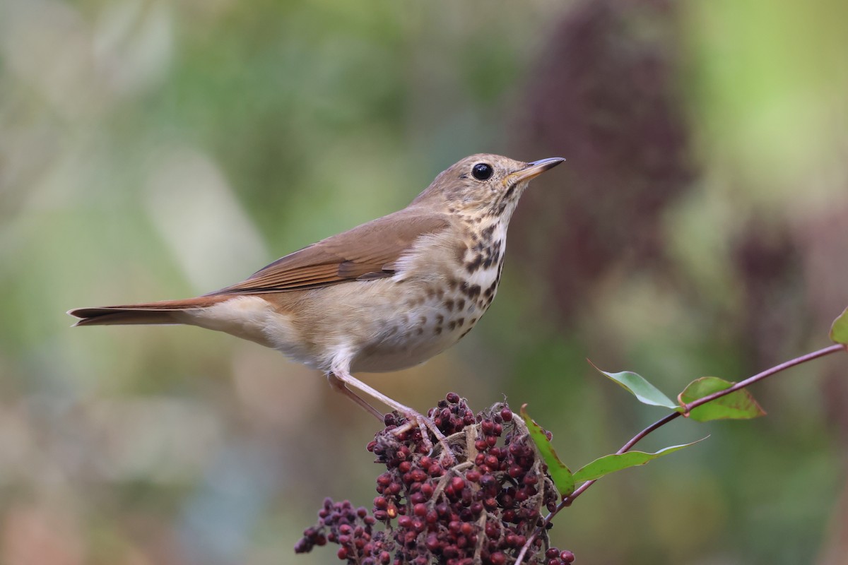 Hermit Thrush - ML646981253