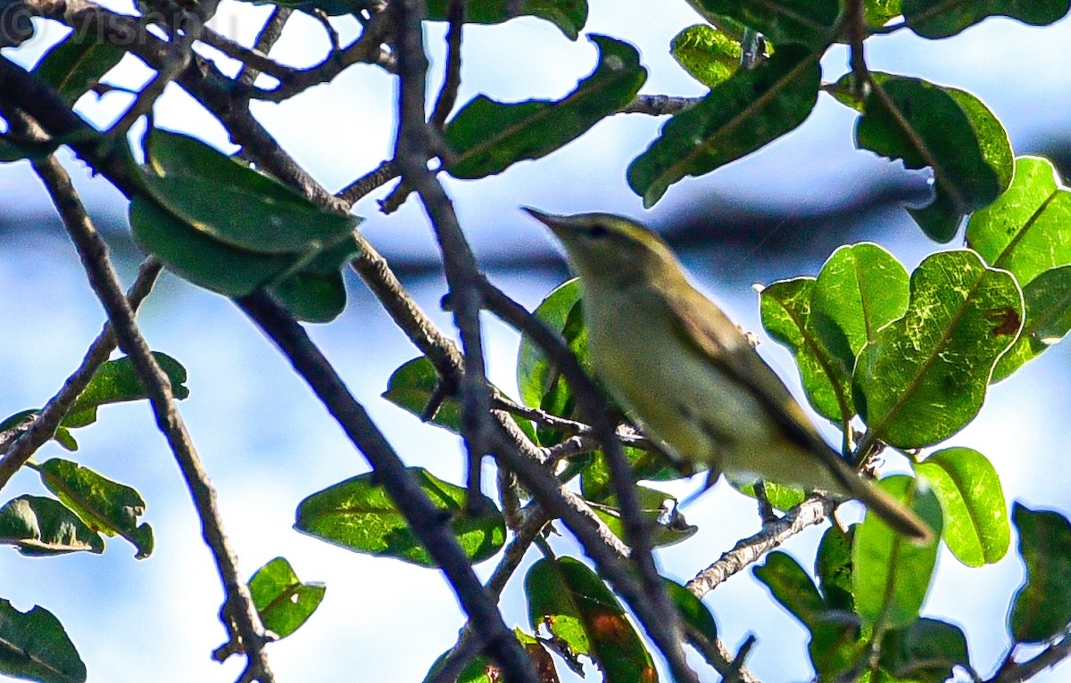 Hypolaïs bottée - ML646981255
