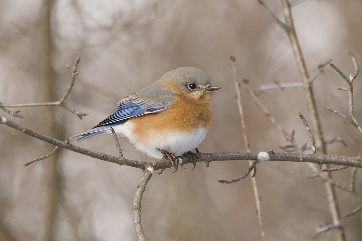 Eastern Bluebird - ML646981256