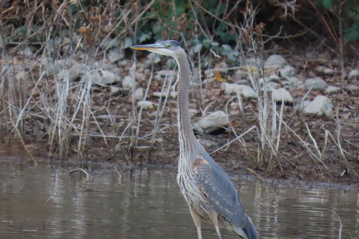 Great Blue Heron - ML646981258