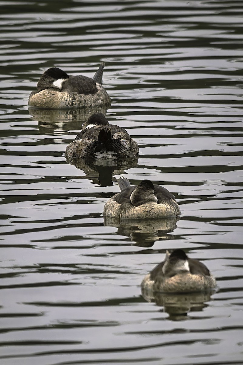 Ruddy Duck - ML646981260