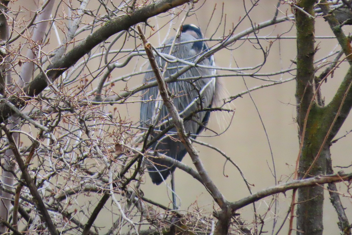 Great Blue Heron - ML646981261