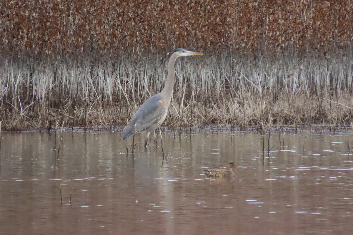 Great Blue Heron - ML646981262