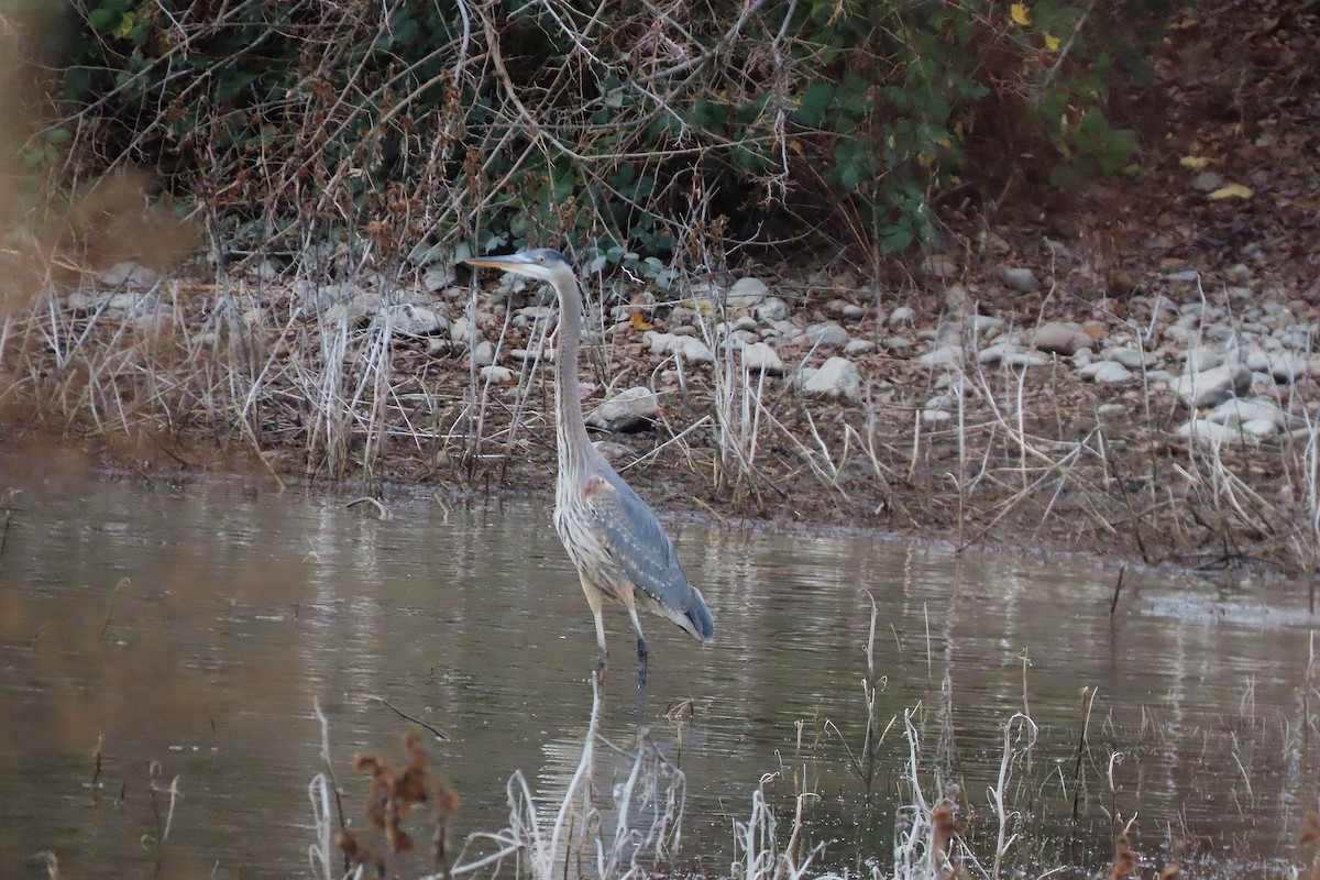 Great Blue Heron - ML646981263