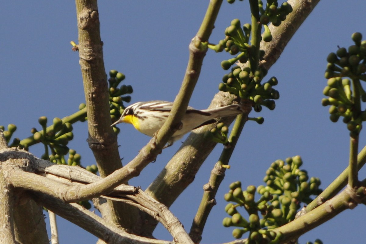 Yellow-throated Warbler - ML646981264