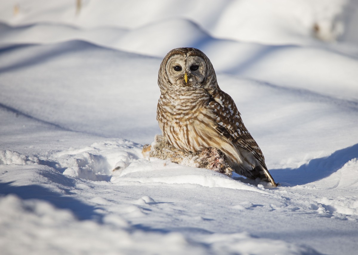 Barred Owl - ML646981265