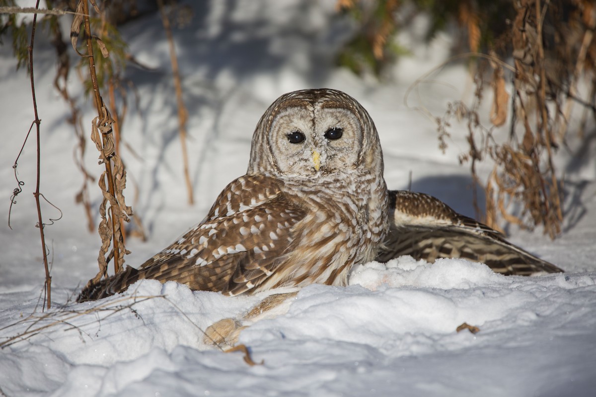 Barred Owl - ML646981266