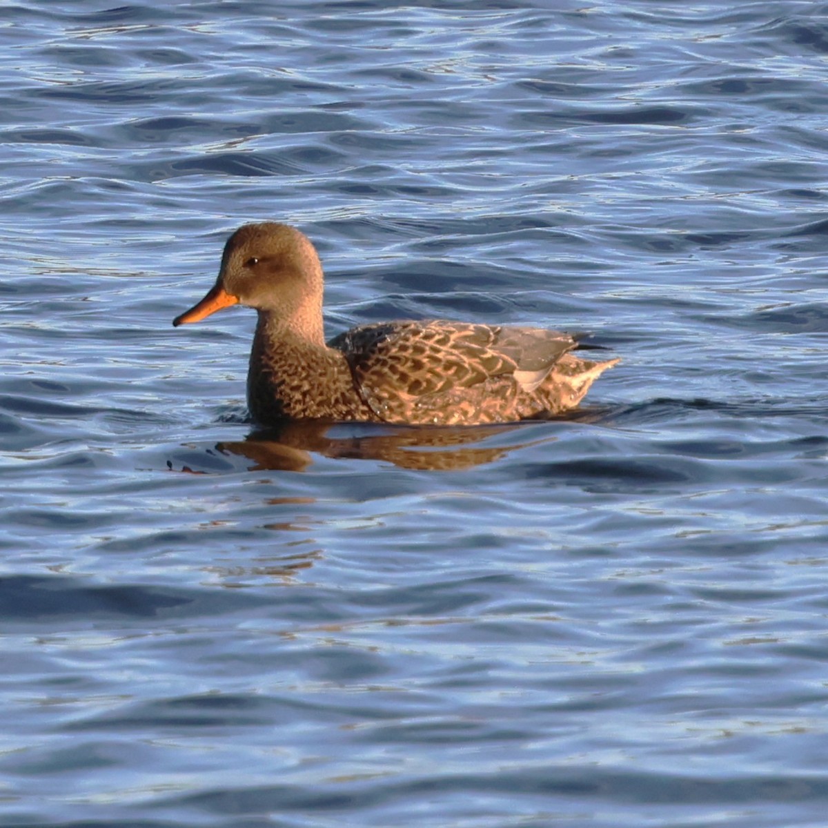 Canard chipeau - ML646981267