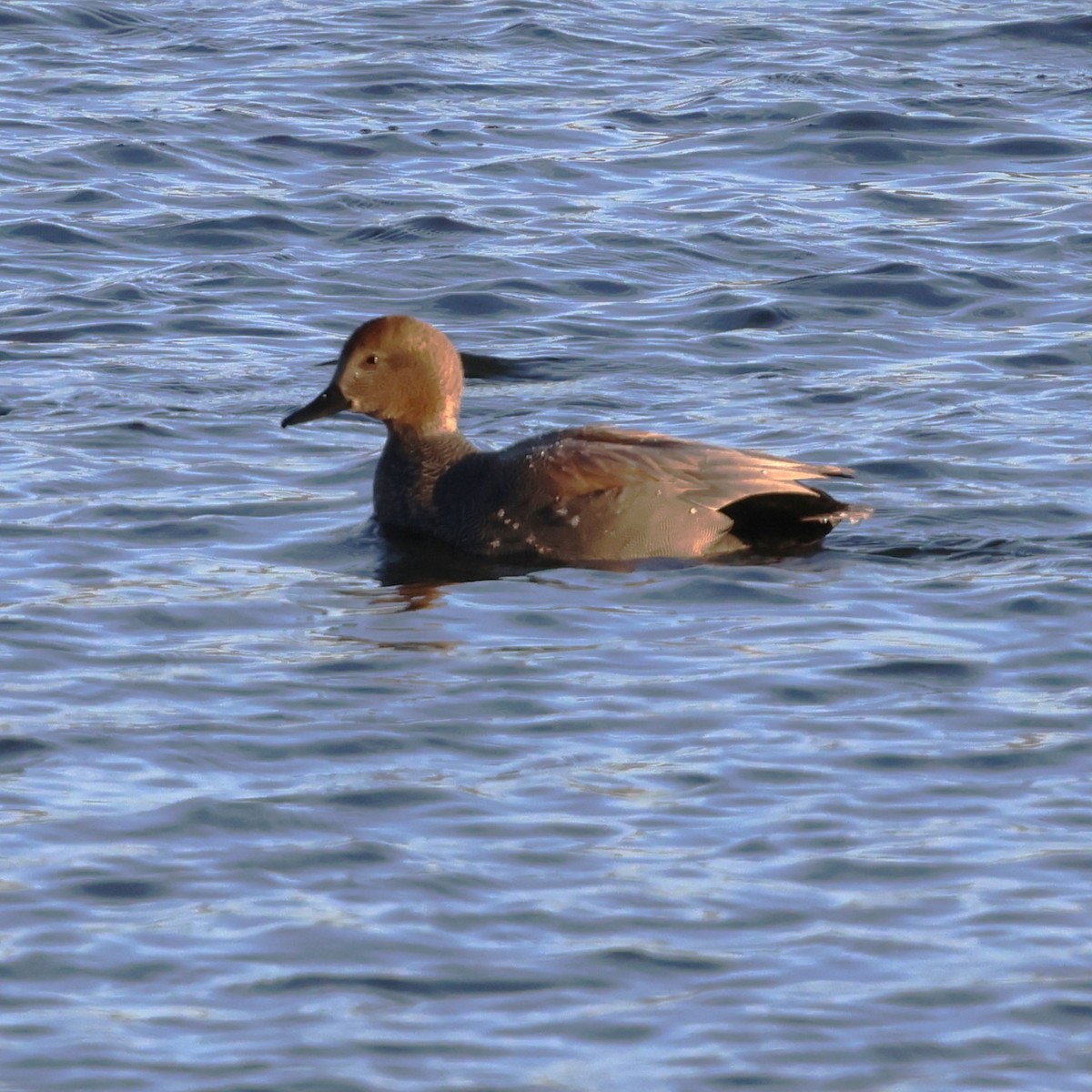 Canard chipeau - ML646981268