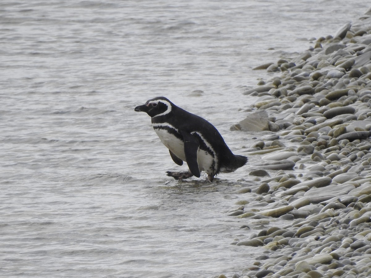 tučňák magellanský - ML646981273