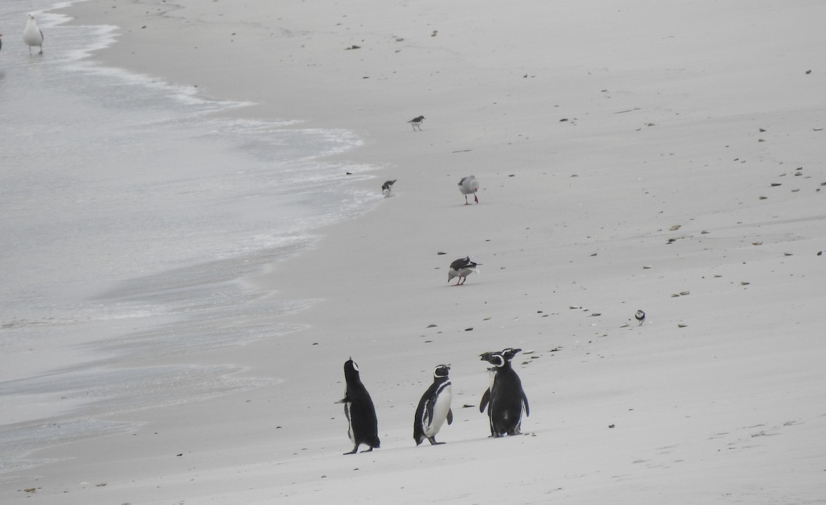 tučňák magellanský - ML646981275