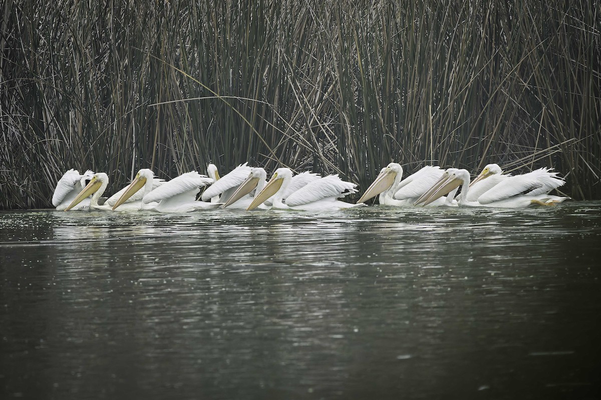 American White Pelican - ML646981280