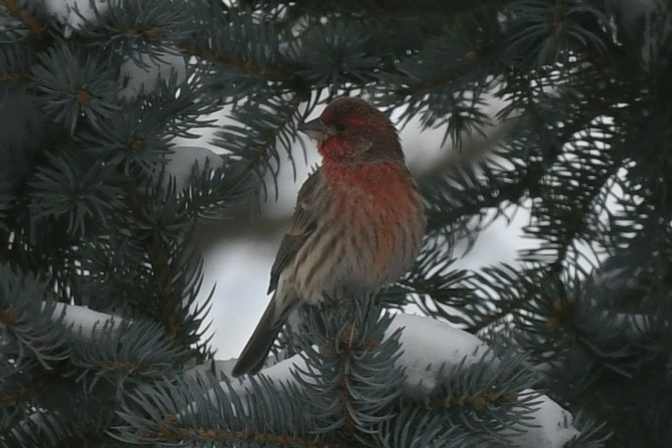 House Finch - ML646981282