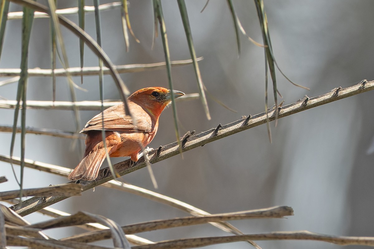 Красная пиранга - ML646981283