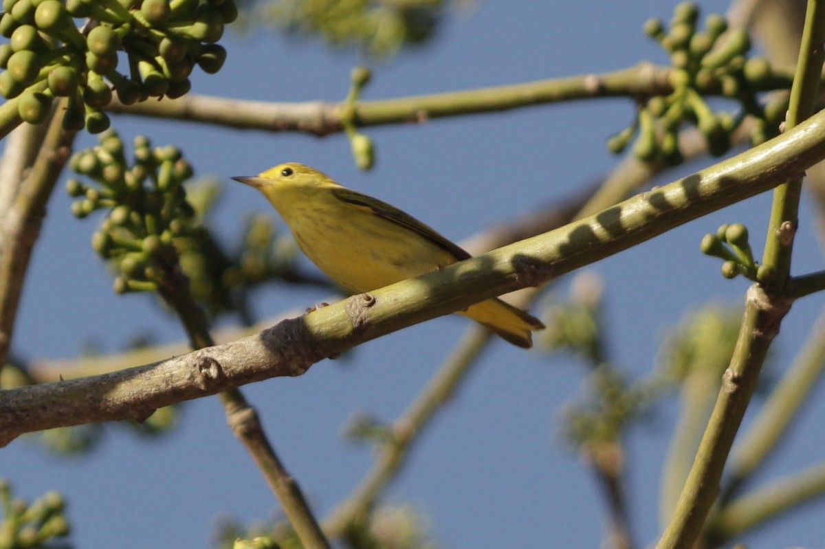 Northern Yellow Warbler - ML646981284