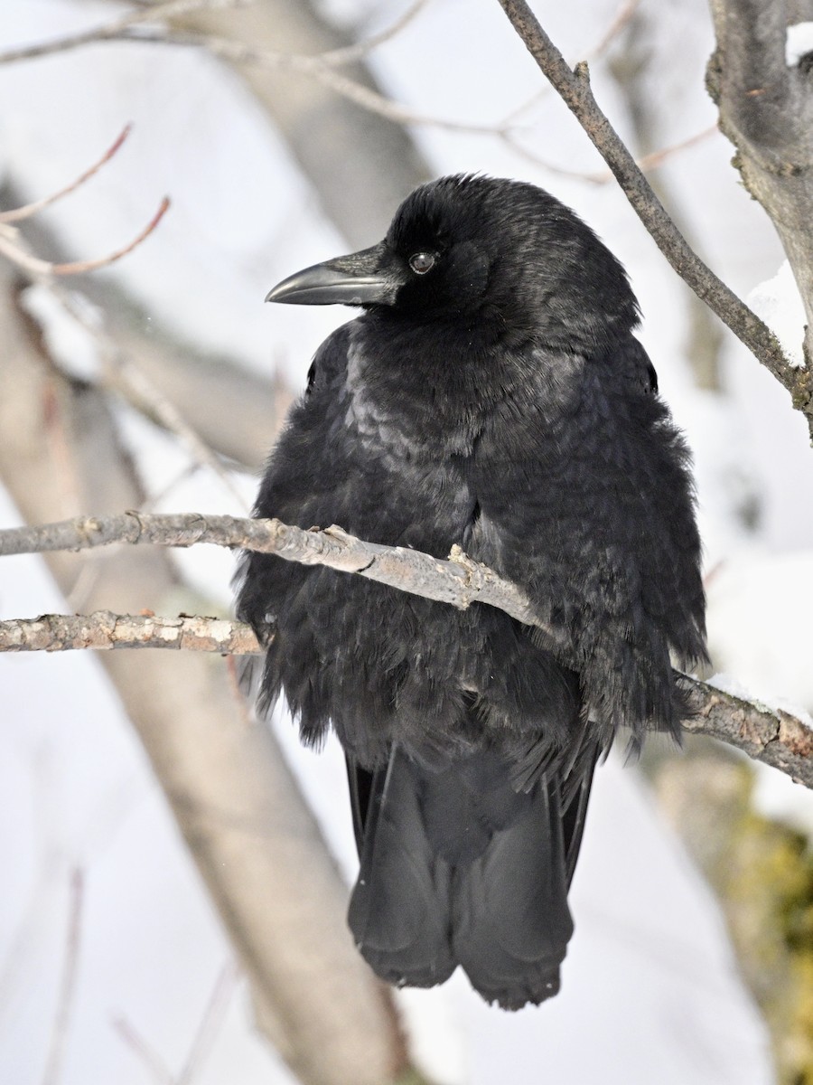 Ворона американська - ML646981287