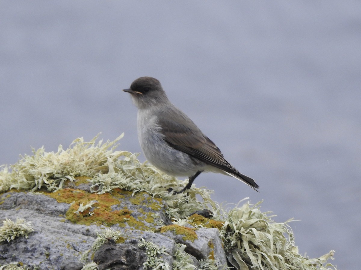 Dark-faced Ground-Tyrant - ML646981289