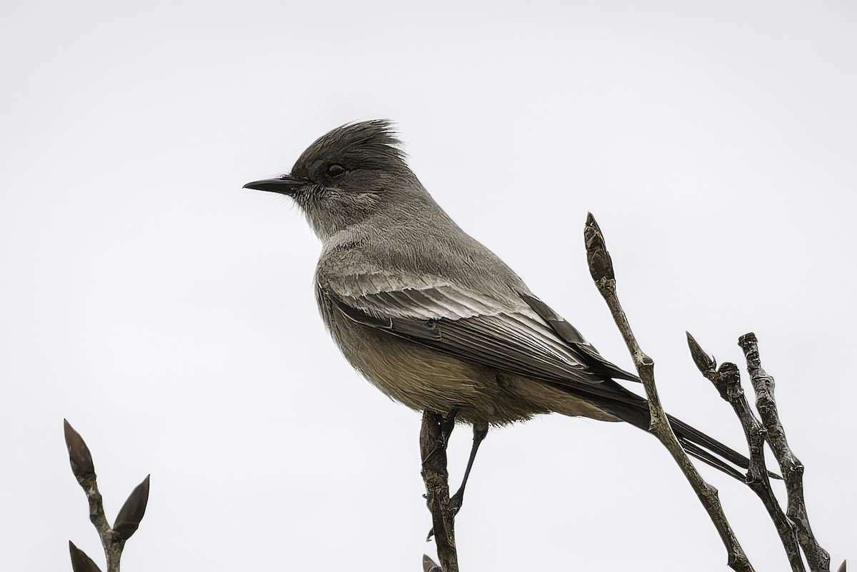 Zimtbauch-Phoebetyrann - ML646981290