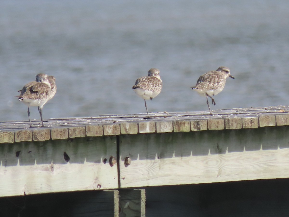 Gümüş Yağmurcun - ML646981292