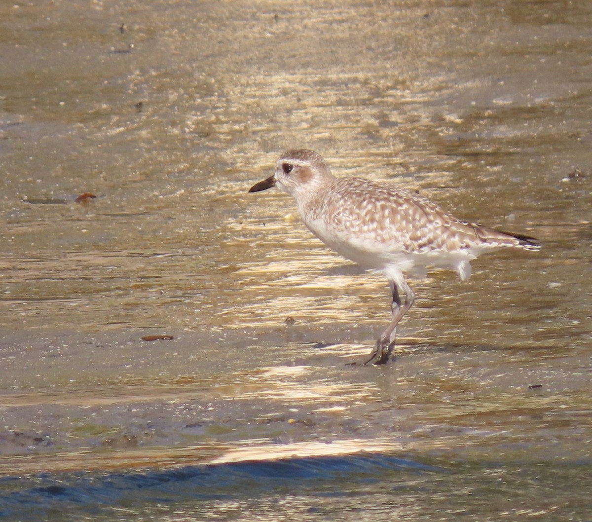 Gümüş Yağmurcun - ML646981294