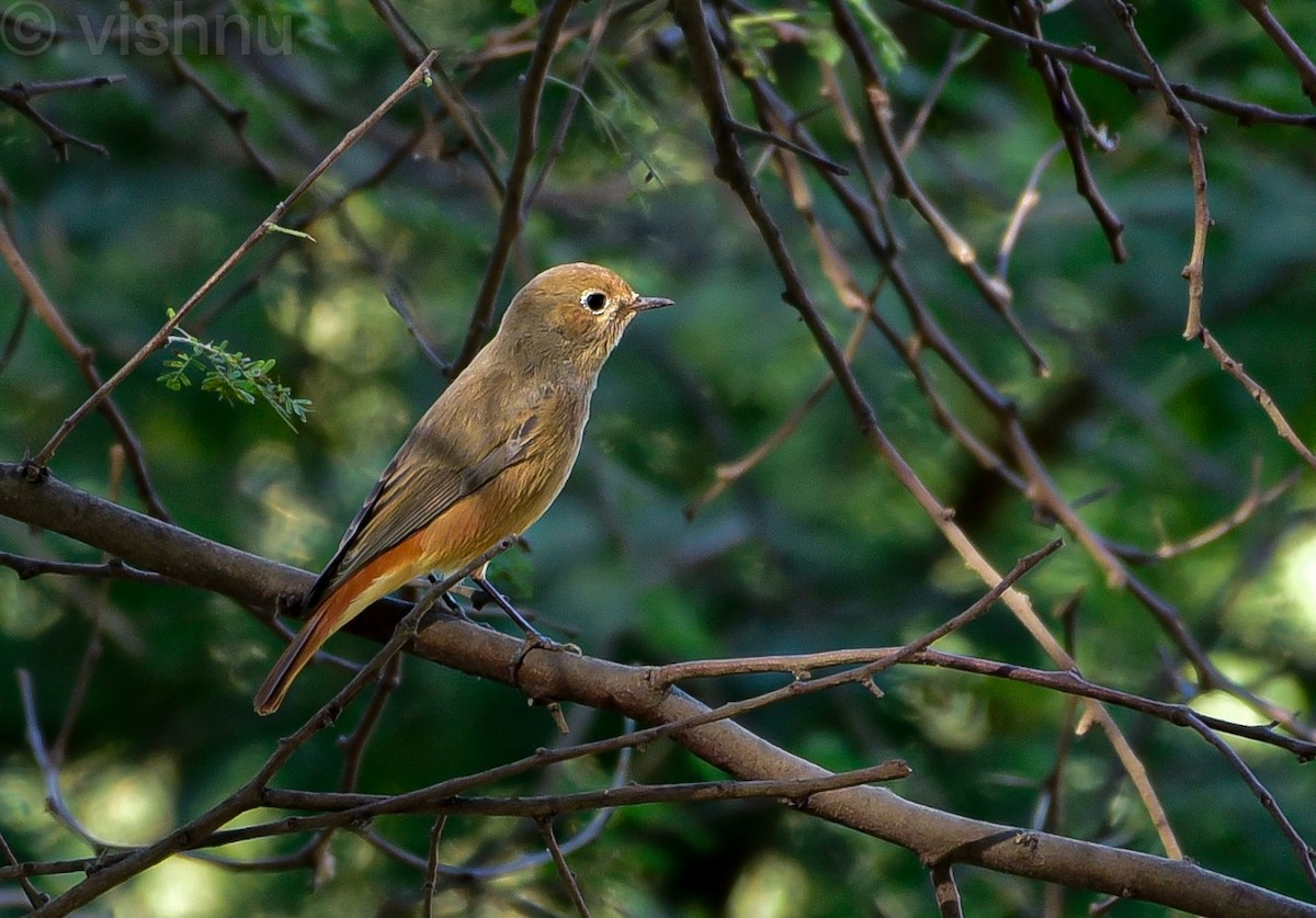 赭紅尾鴝 - ML646981295