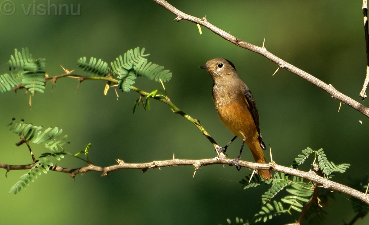 赭紅尾鴝 - ML646981296