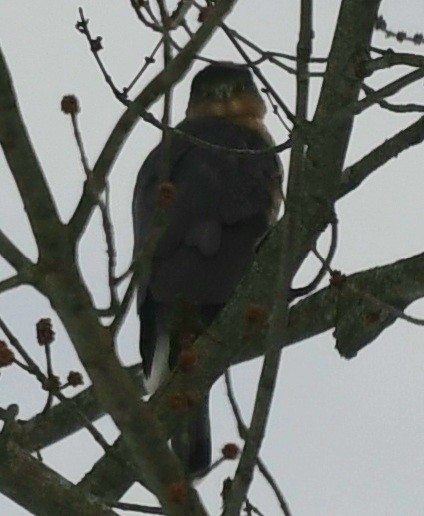 Cooper's Hawk - ML646981304