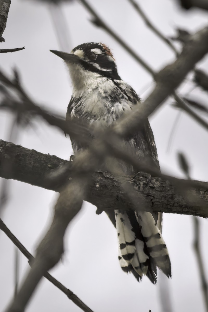 Nuttall's Woodpecker - ML646981305