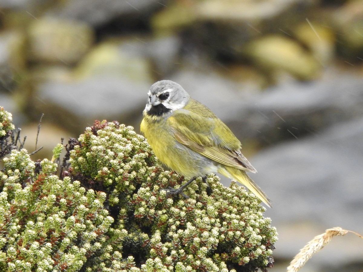 White-bridled Finch - ML646981307