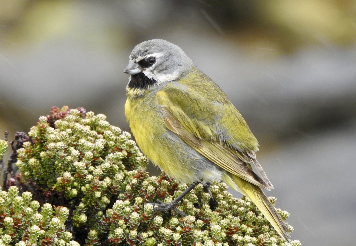 White-bridled Finch - ML646981308
