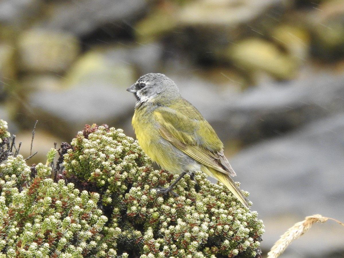 White-bridled Finch - ML646981309