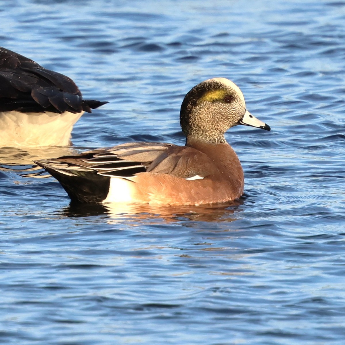 Canard d'Amérique - ML646981310