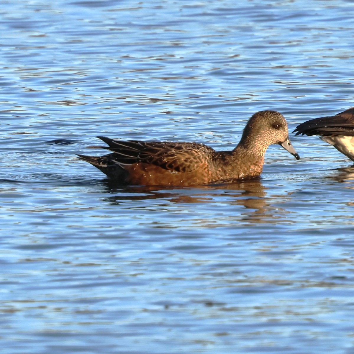 Canard d'Amérique - ML646981311