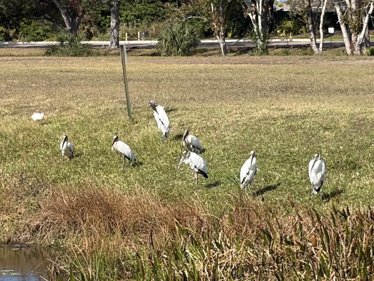 amerikastork - ML646981317