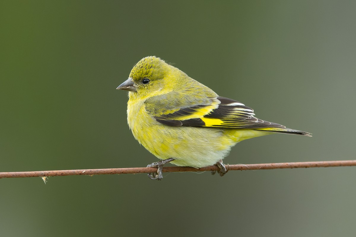 Магелланов чиж - ML646981318