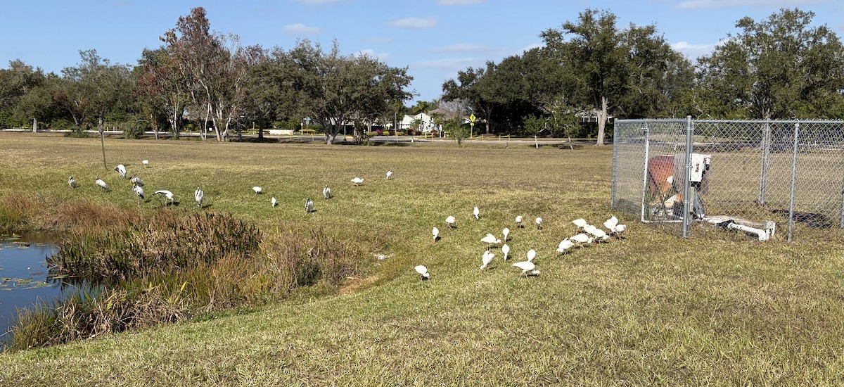 hvitibis - ML646981321