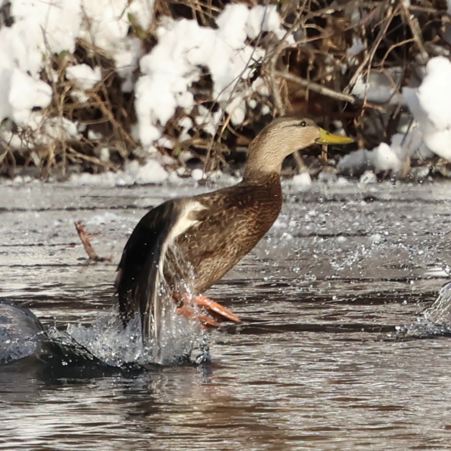 Canard noir - ML646981322