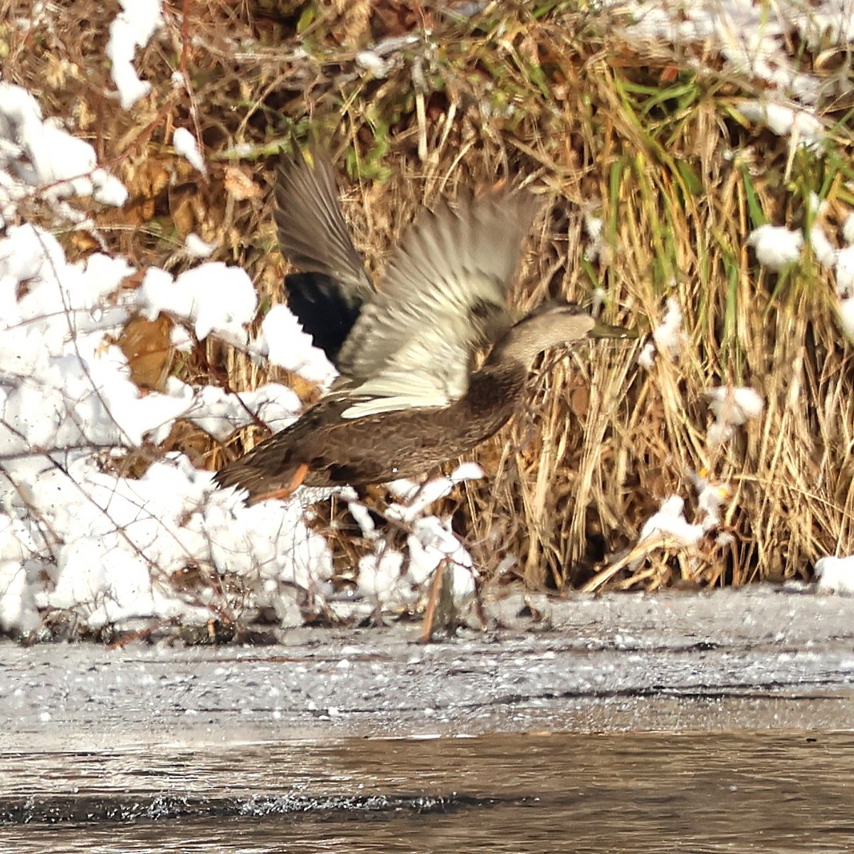 Canard noir - ML646981323