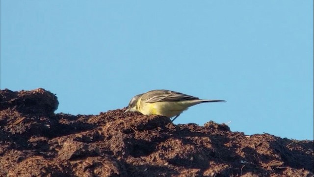 Bergeronnette de Béringie (tschutschensis/plexa) - ML646981327