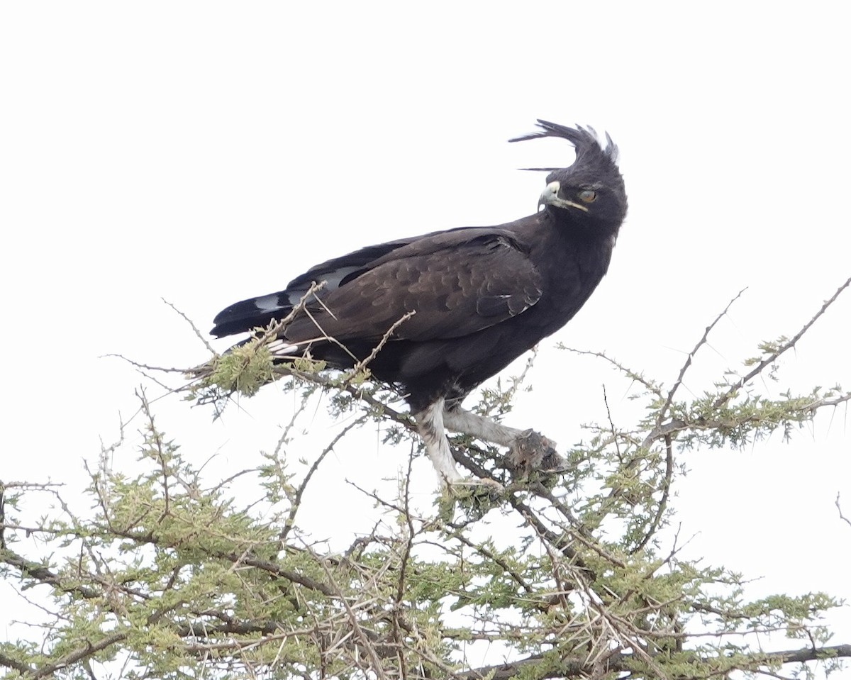 toppørn - ML646981328