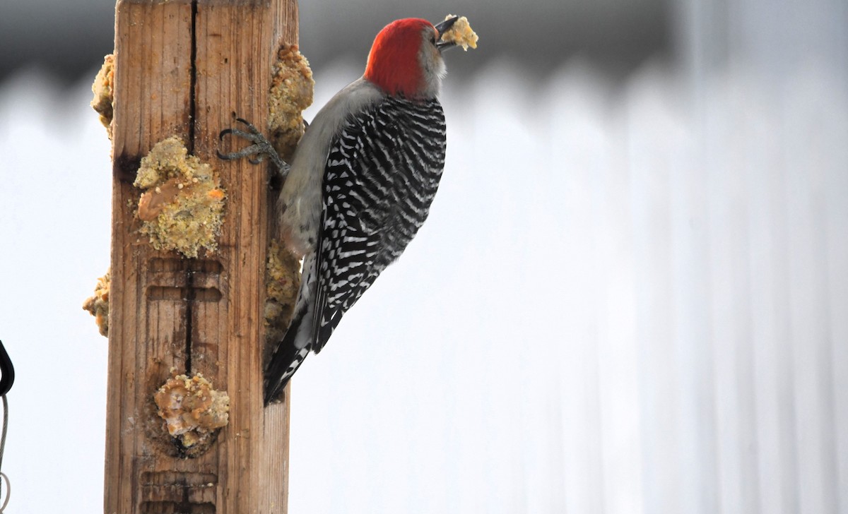 Каролинский дятел - ML646981329