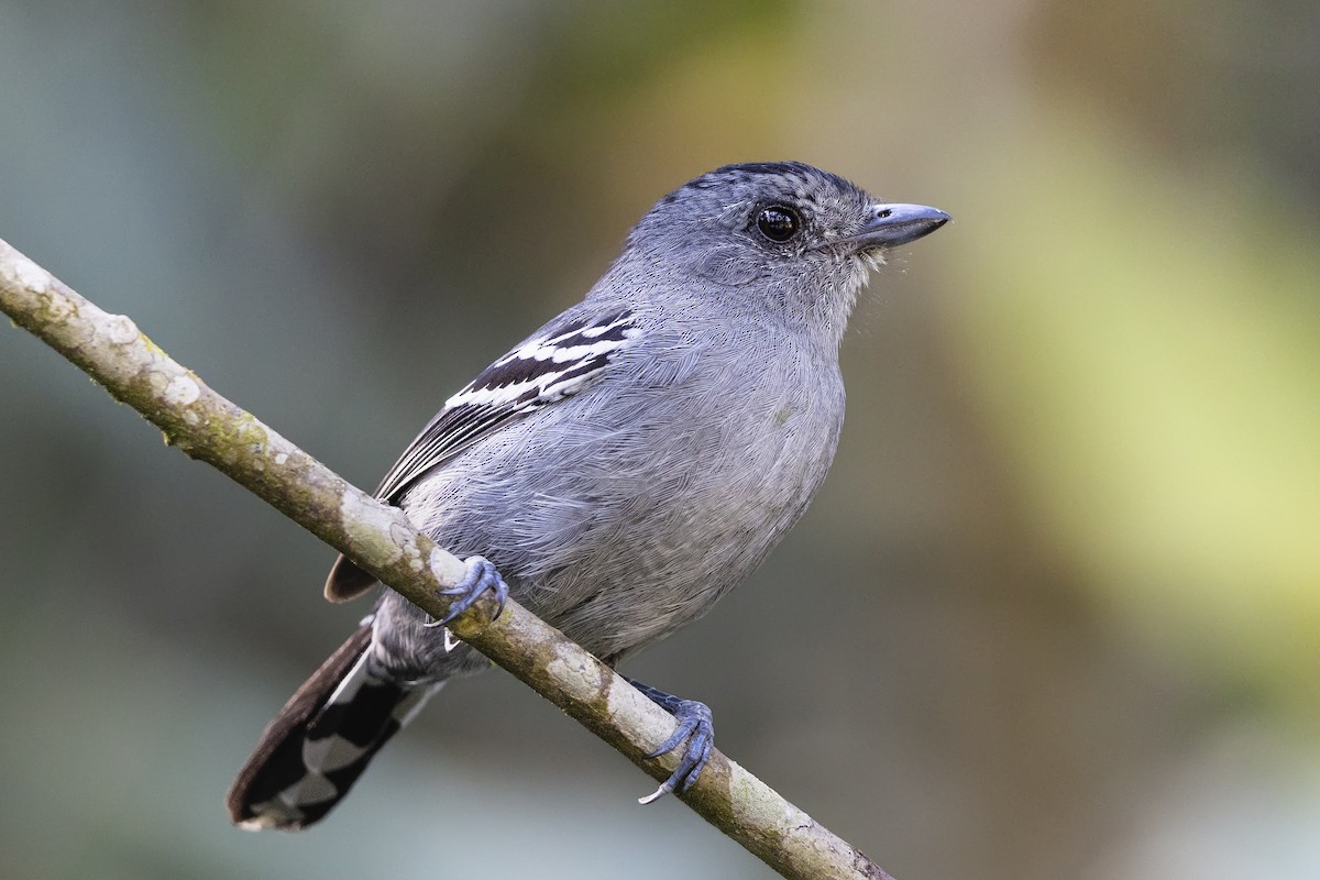 Variable Antshrike - ML646981331