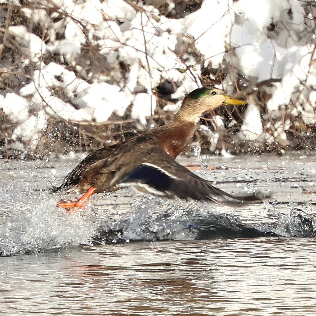 Hybride Canard colvert x C. noir - ML646981333