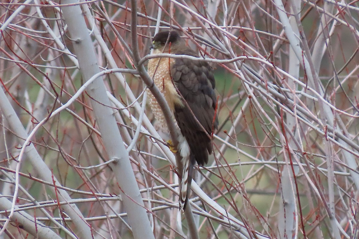 Cooper's Hawk - ML646981335